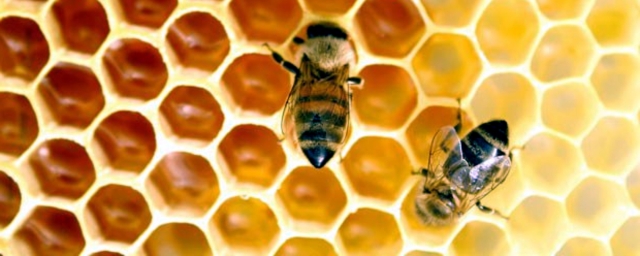 millones de abejas mueren en el mundo mn2