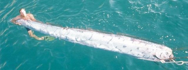 Serpientes Marinas gigantes varadas en playas de California un signo de un terremoto inminente Serpiente-marina-ind-wp